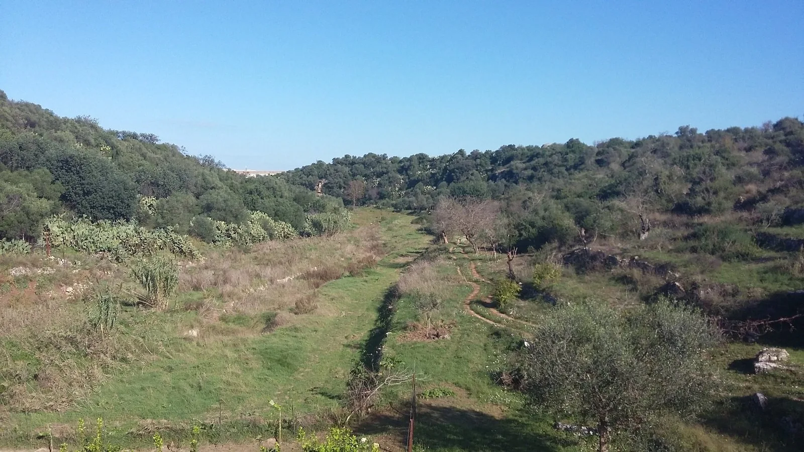 La vegetazione del parco naturale di Lama Balice, tra Bari, Bitonto e Modugno